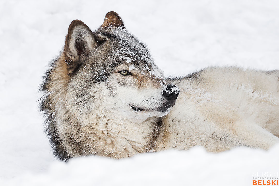 calgary zoo wildlife photographer sergei belski photo