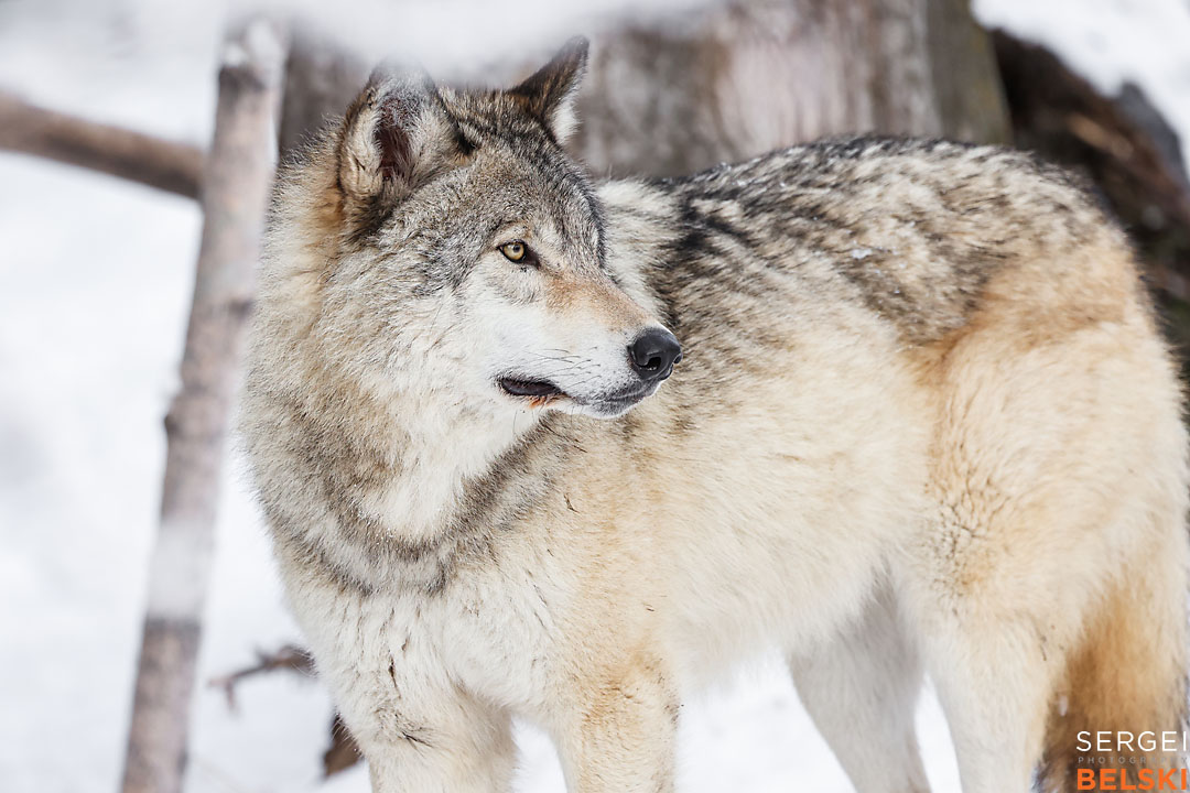 calgary zoo wildlife photographer sergei belski photo