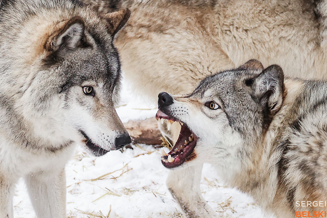calgary zoo wildlife photographer sergei belski photo