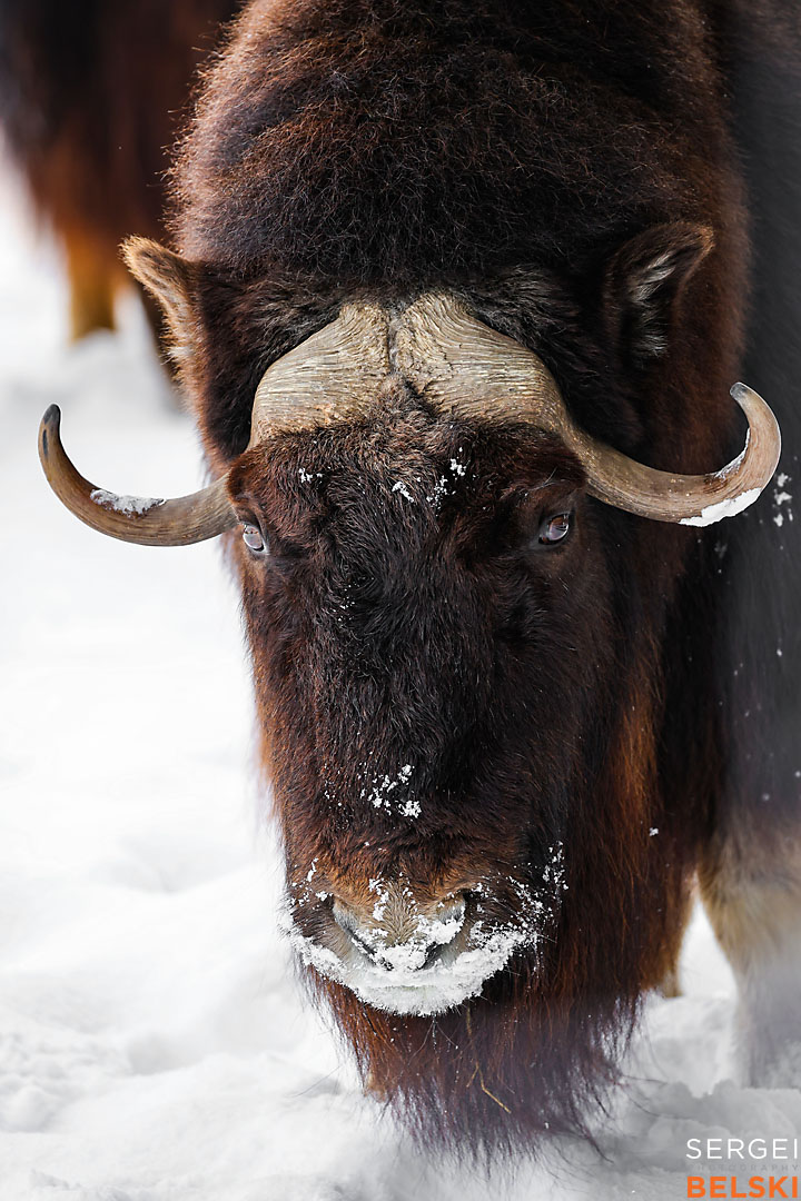 calgary zoo wildlife photographer sergei belski photo