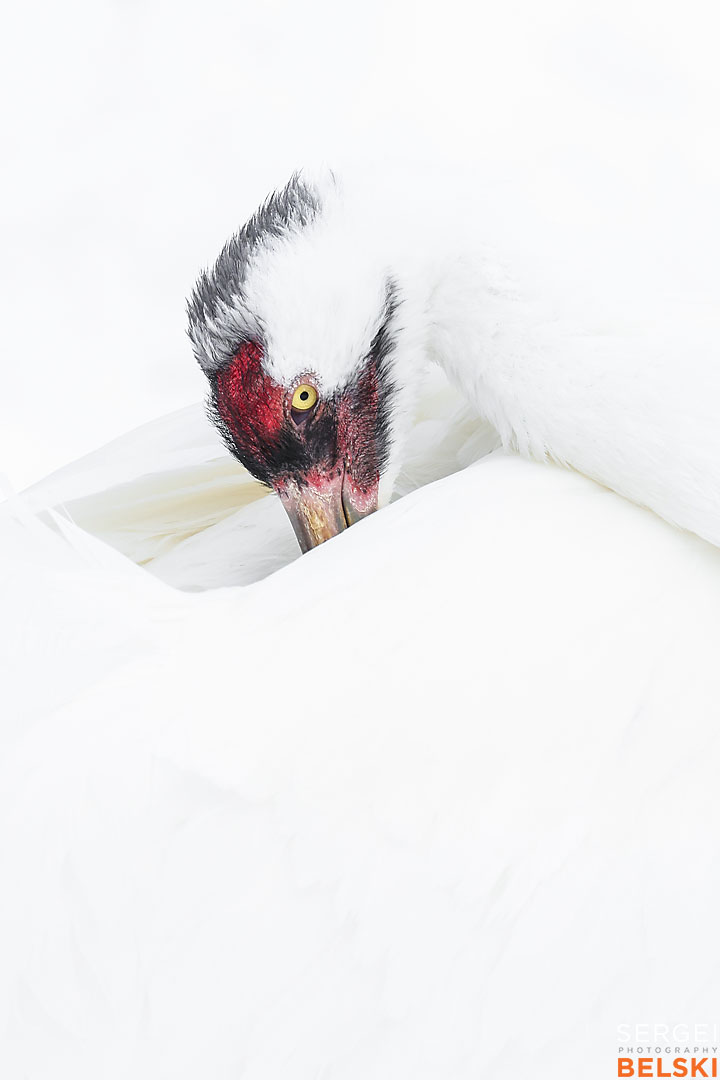 calgary zoo wildlife photographer sergei belski photo