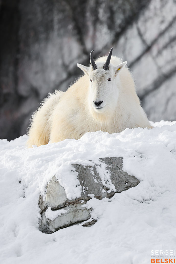 calgary zoo wildlife photographer sergei belski photo