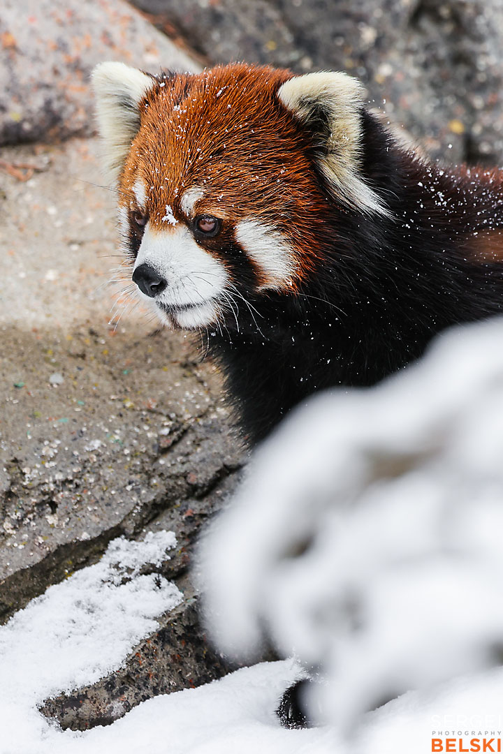 calgary zoo wildlife photographer sergei belski photo
