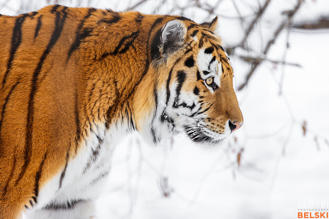 calgary zoo wildlife photographer sergei belski photo