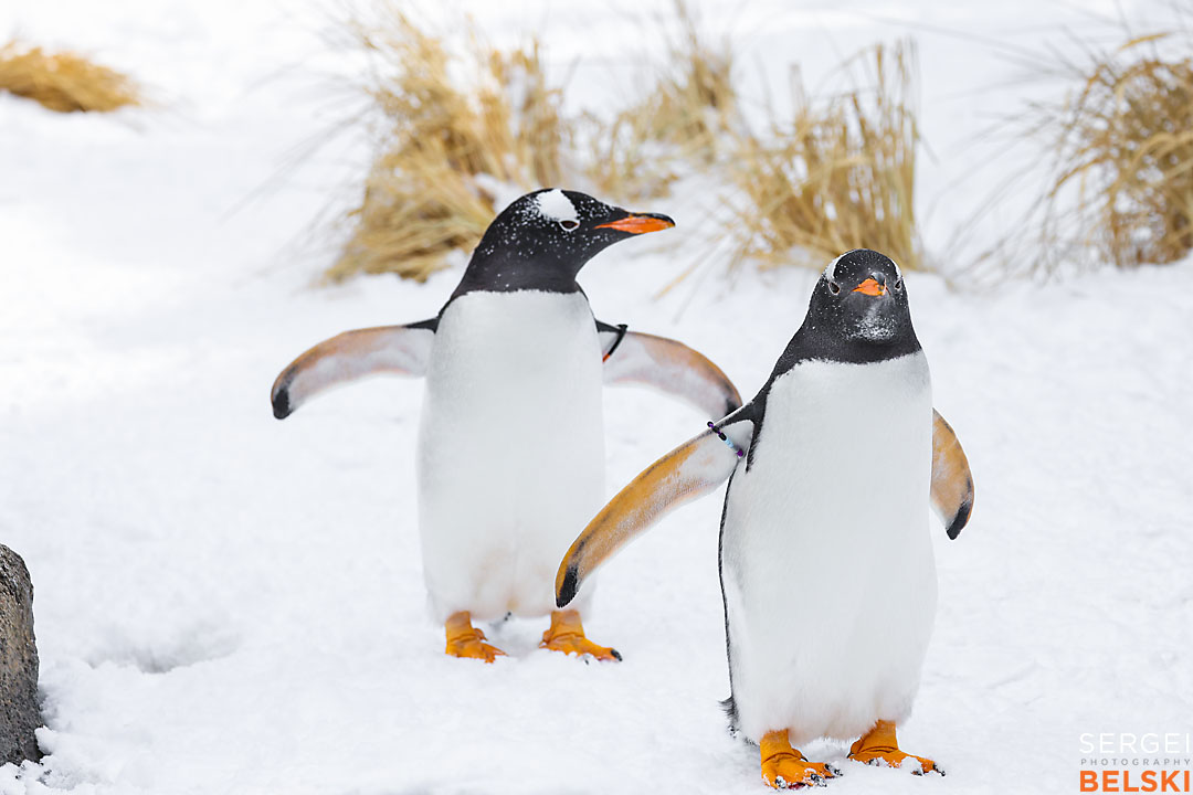 calgary zoo wildlife photographer sergei belski photo