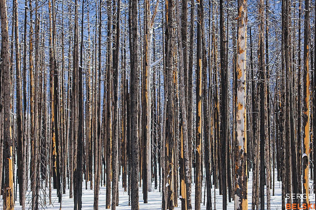 waterton wildlife photographer sergei belski photo