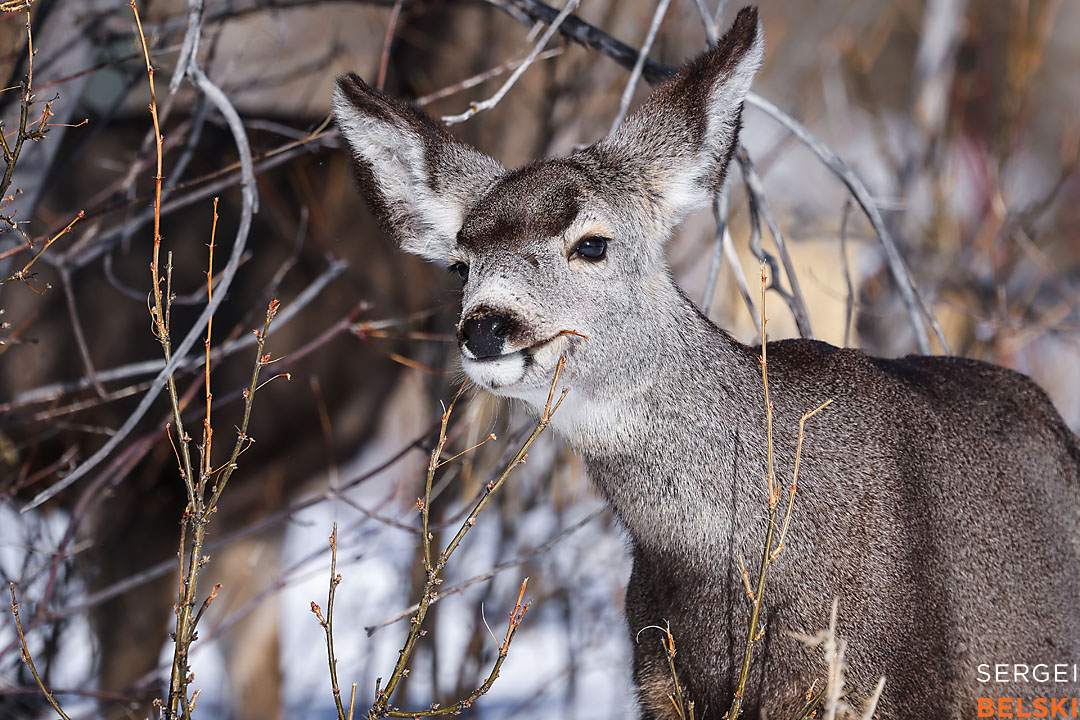 waterton wildlife photographer sergei belski photo