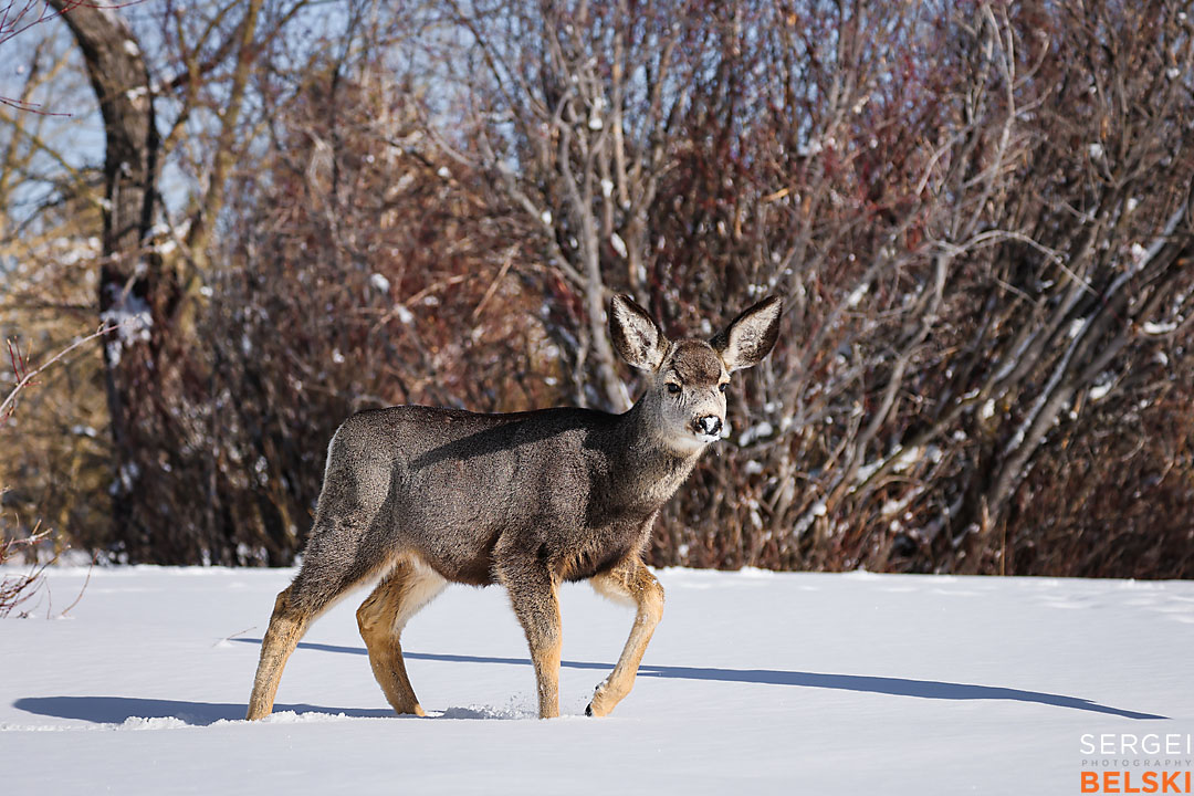 waterton wildlife photographer sergei belski photo