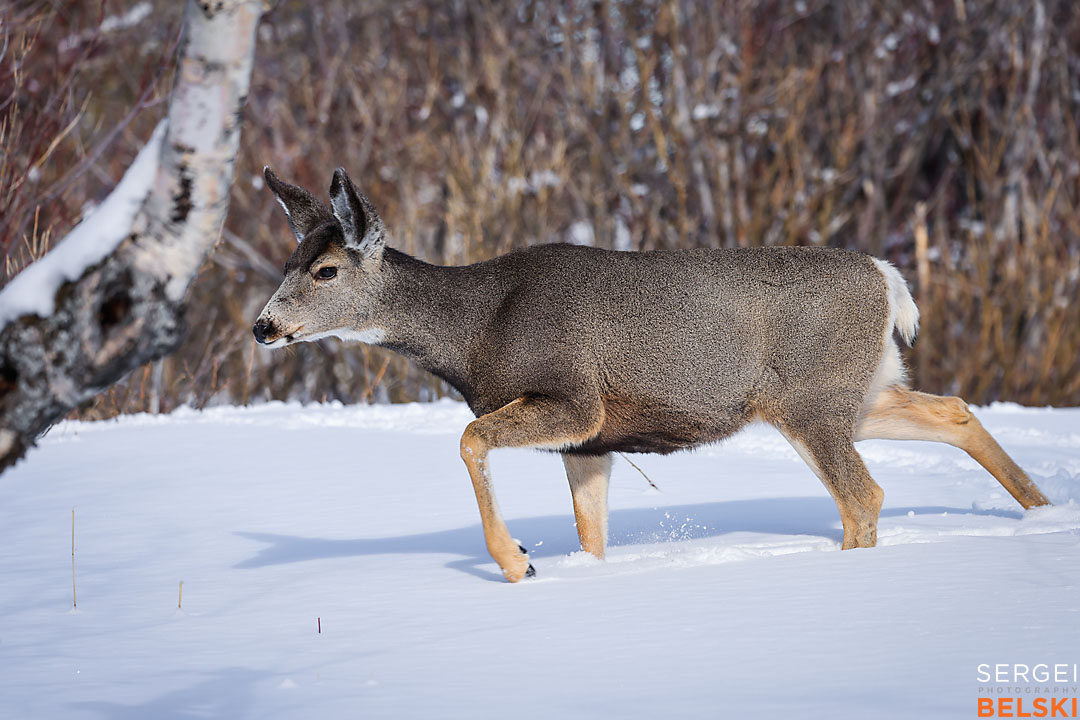 waterton wildlife photographer sergei belski photo