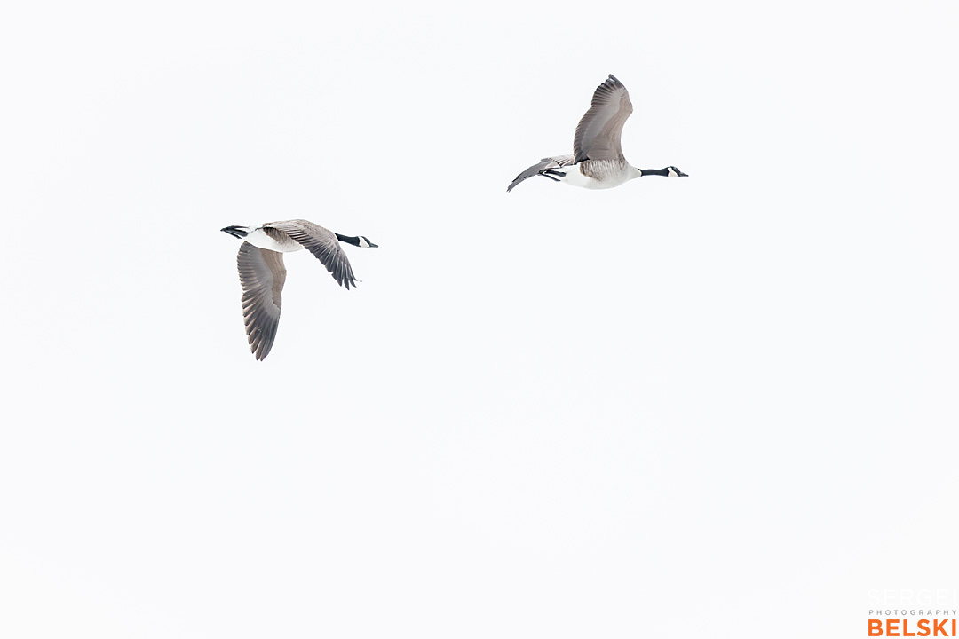 calgary wildlife photographer sergei belski photo