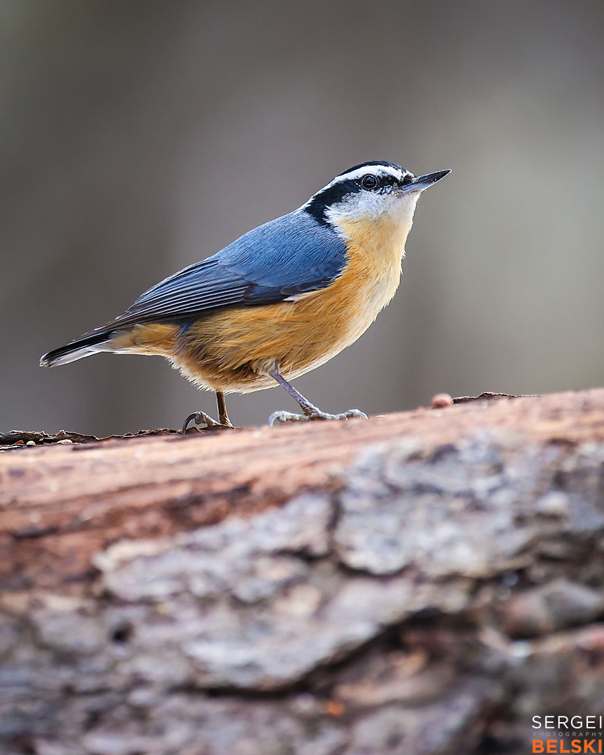 calgary wildlife photographer sergei belski photo