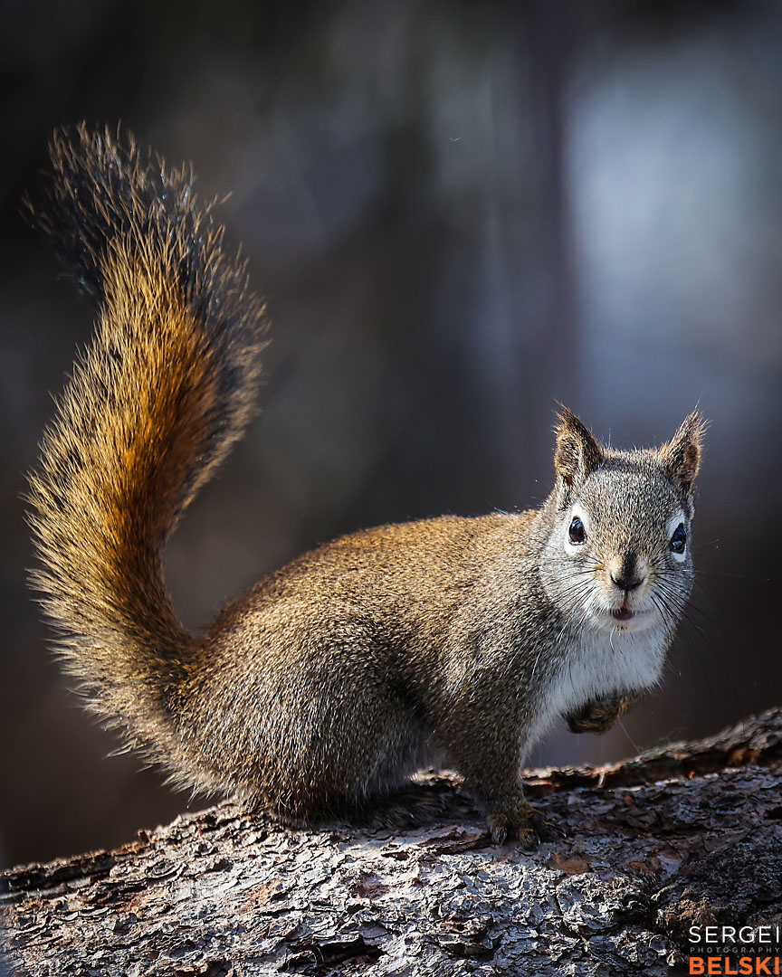 calgary wildlife photographer sergei belski photo