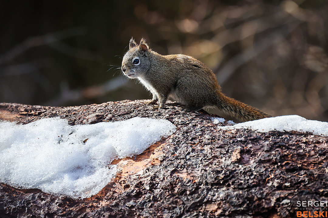 calgary wildlife photographer sergei belski photo