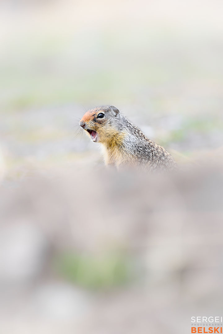 Banff national park wildlife photographer sergei belski photo