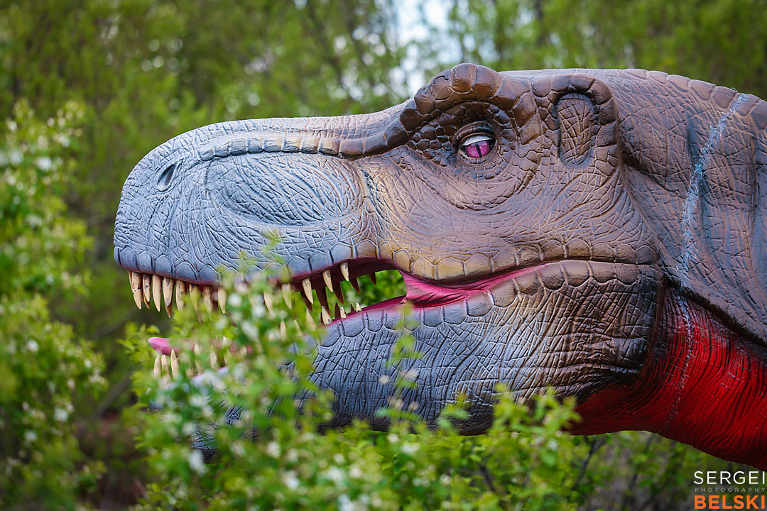 calgary zoo commercial photographer sergei belski photo