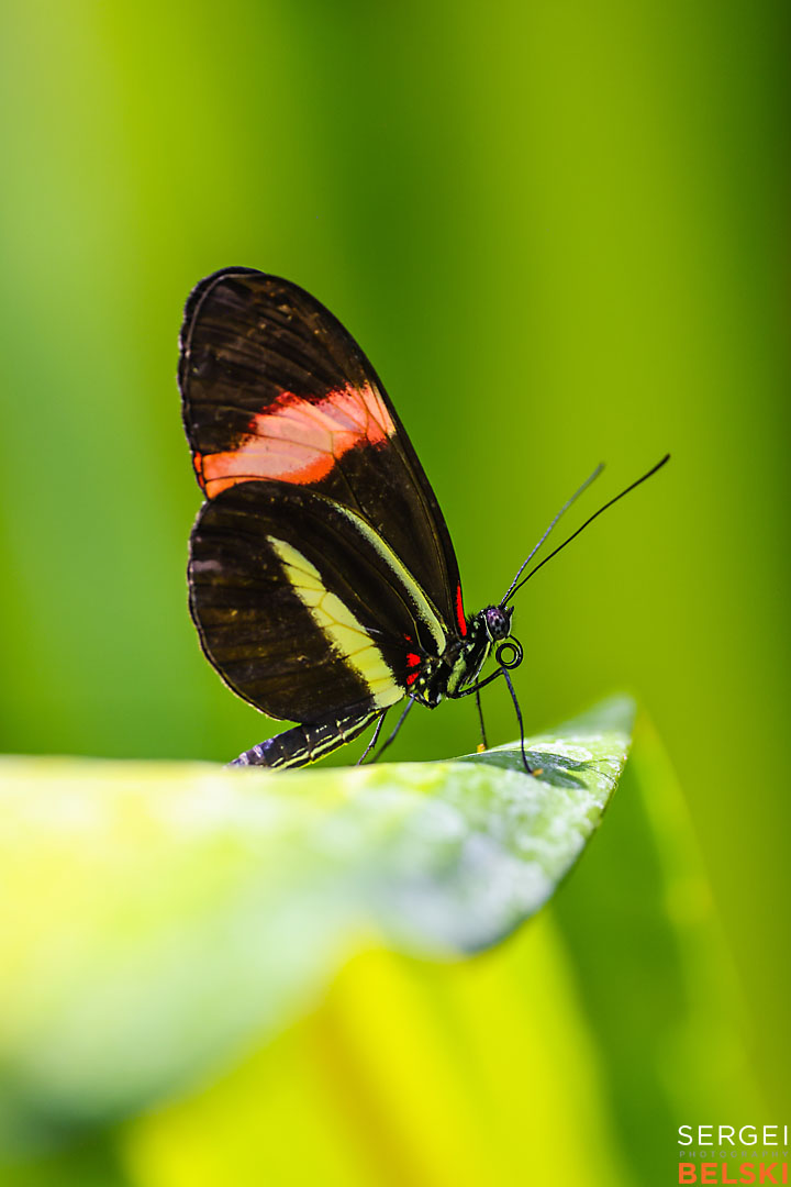 calgary zoo wildlife photographer sergei belski photo