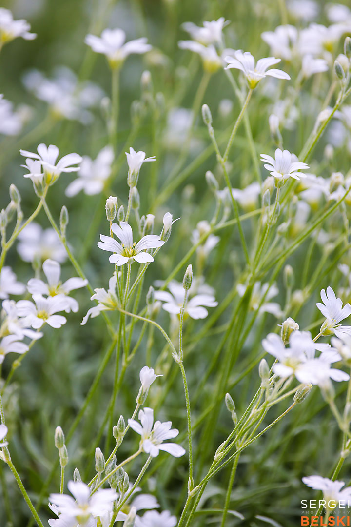 calgary zoo wildlife photographer sergei belski photo