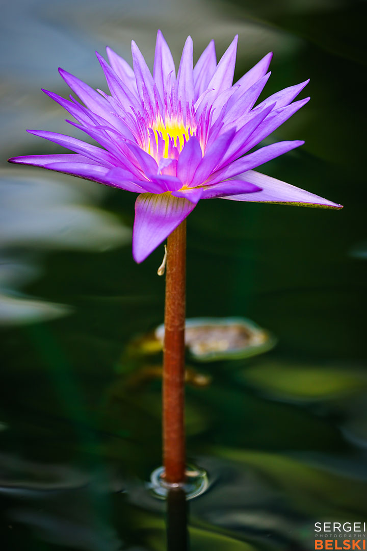 calgary zoo wildlife photographer sergei belski photo