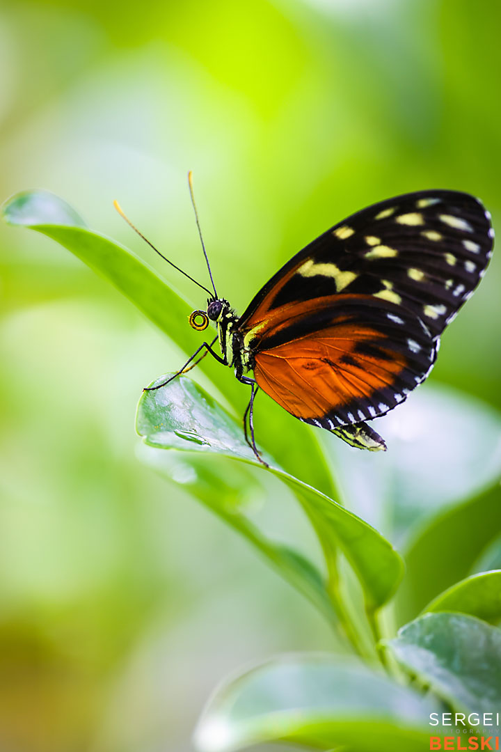 calgary zoo wildlife photographer sergei belski photo