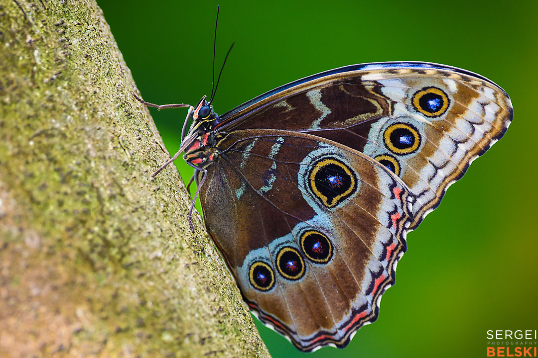 calgary zoo wildlife photographer sergei belski photo
