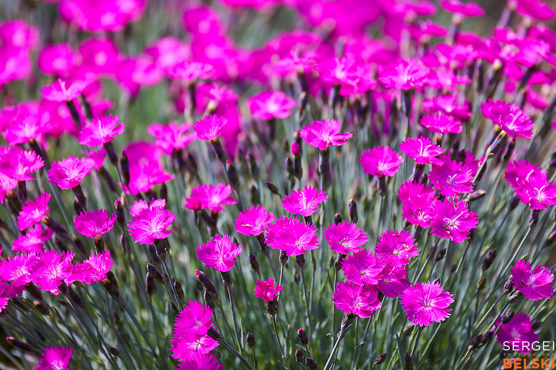 calgary zoo wildlife photographer sergei belski photo