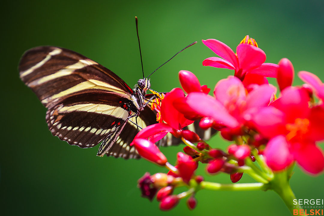 calgary zoo wildlife photographer sergei belski photo