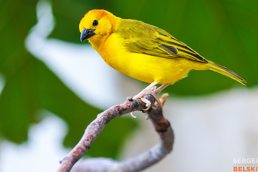 calgary zoo wildlife photographer sergei belski photo