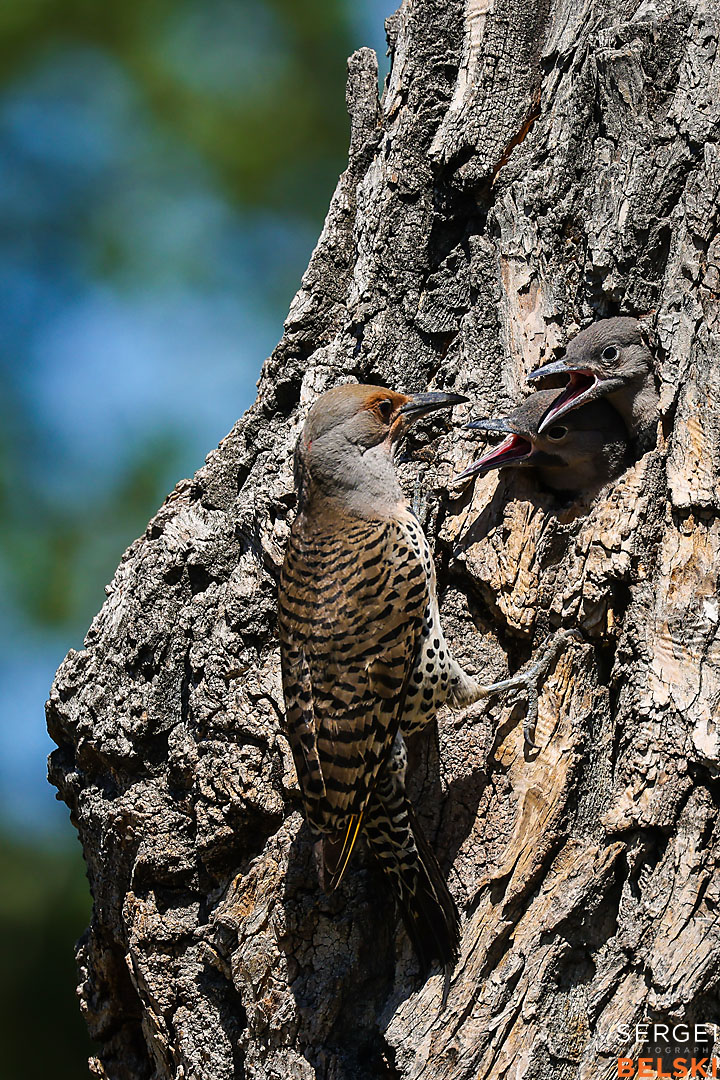 calgary zoo wildlife photographer sergei belski photo