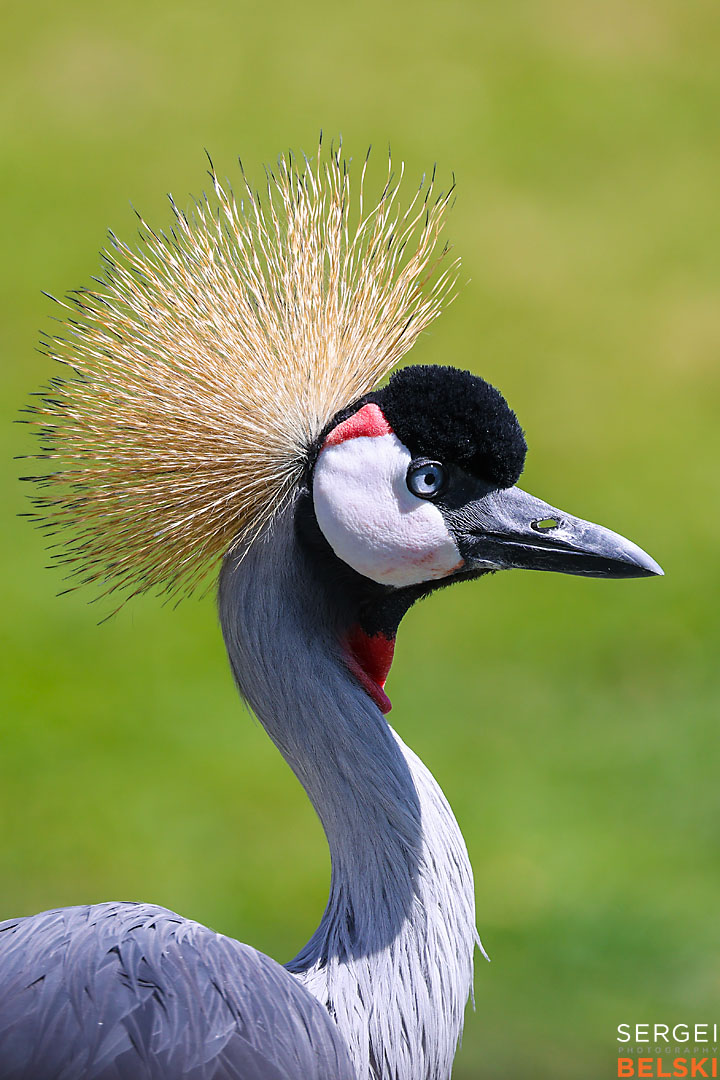 calgary zoo wildlife photographer sergei belski photo