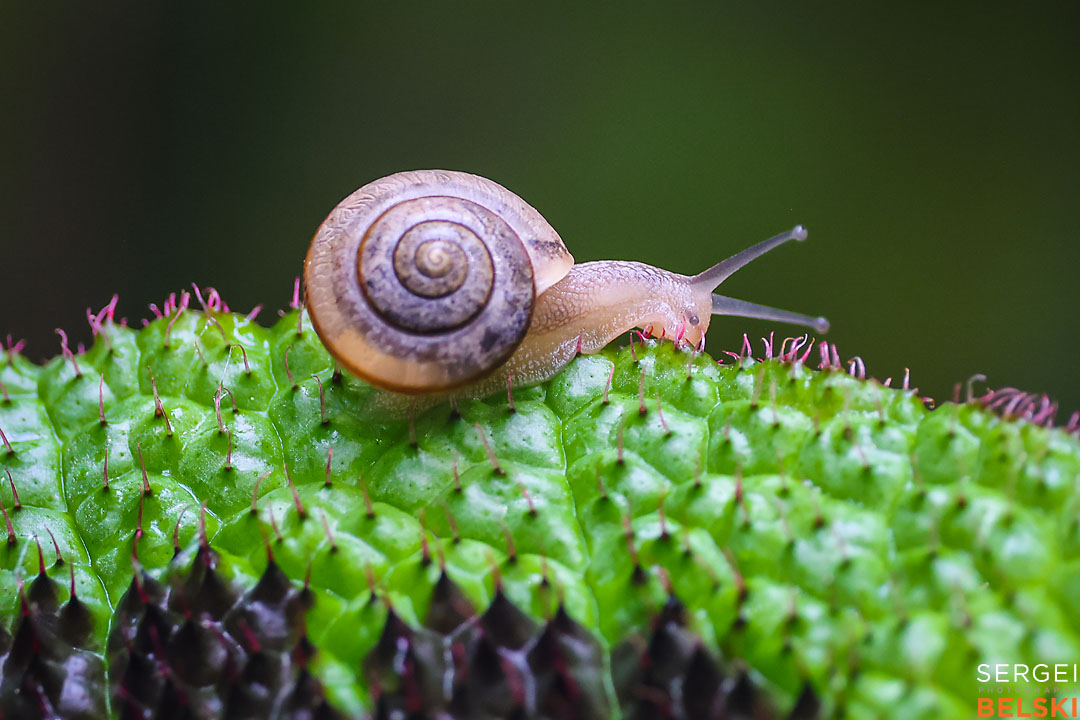 calgary zoo wildlife photographer sergei belski photo