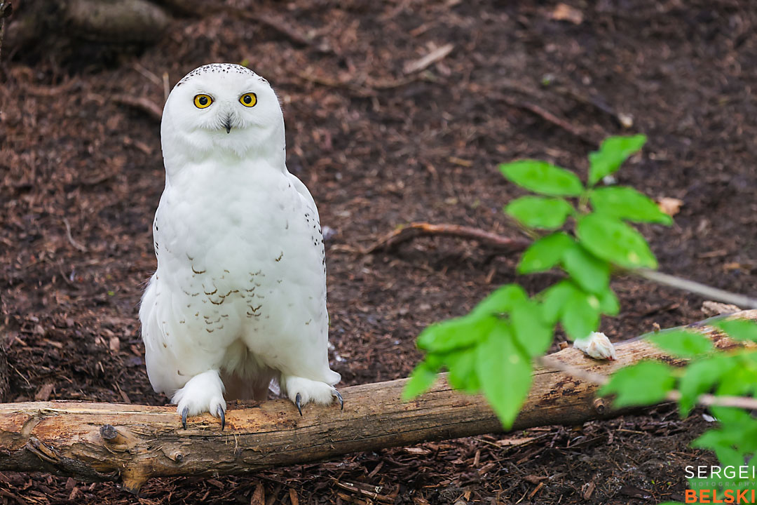 calgary zoo wildlife photographer sergei belski photo