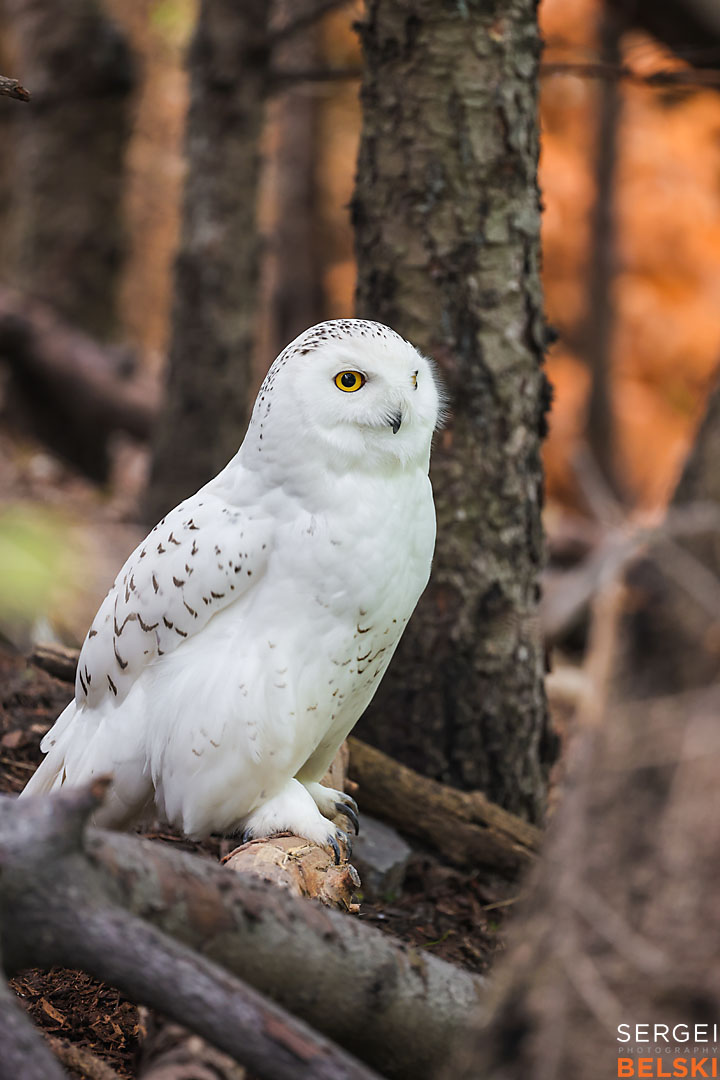 calgary zoo wildlife photographer sergei belski photo
