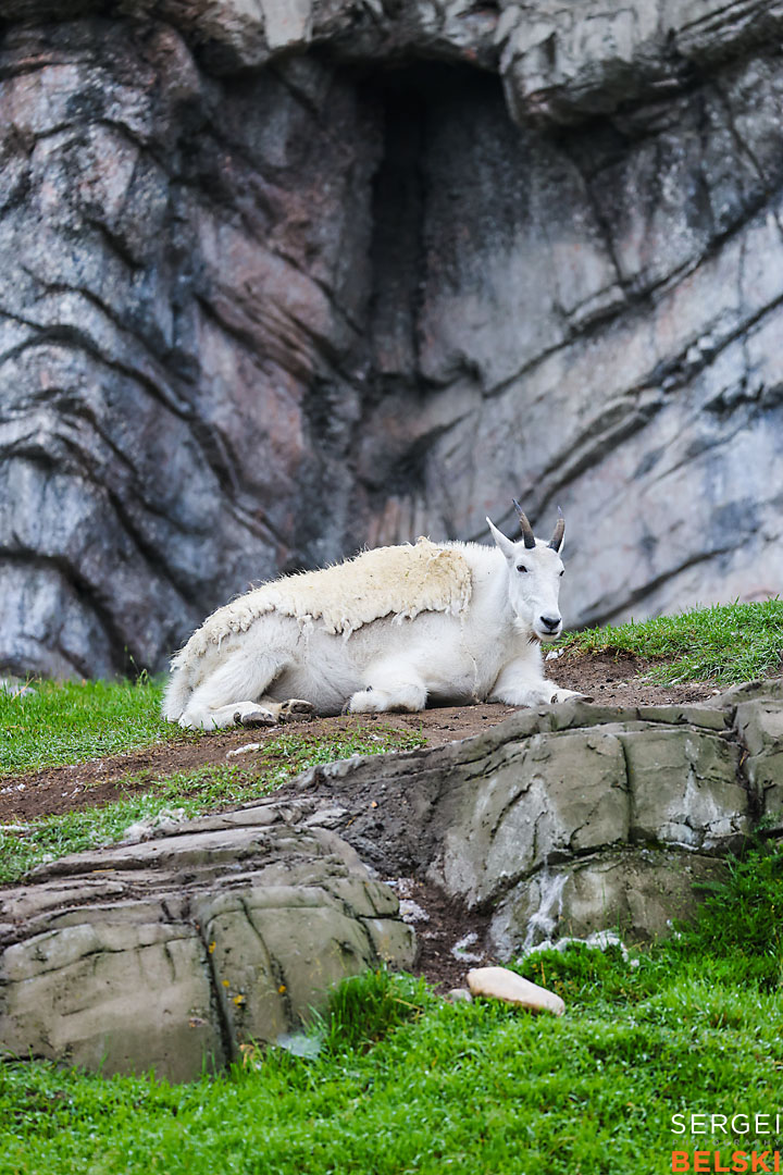calgary zoo wildlife photographer sergei belski photo