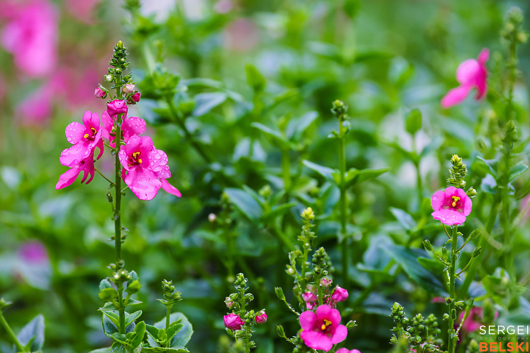 calgary zoo wildlife photographer sergei belski photo