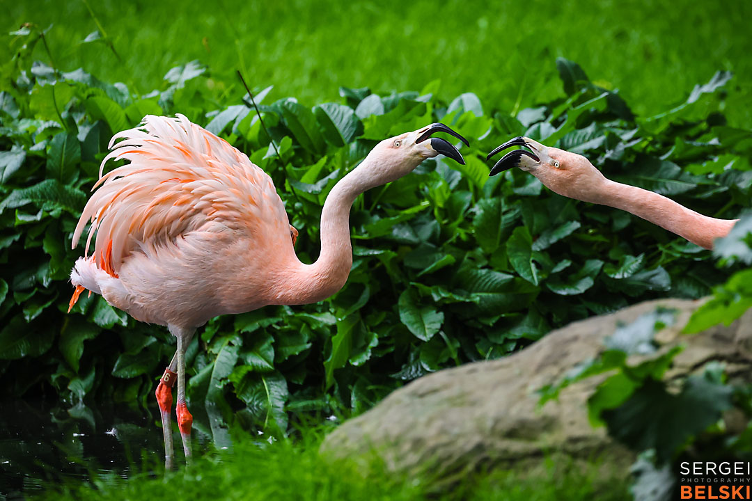 calgary zoo wildlife photographer sergei belski photo