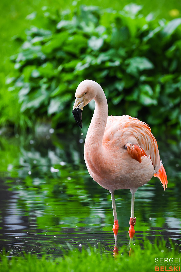 calgary zoo wildlife photographer sergei belski photo