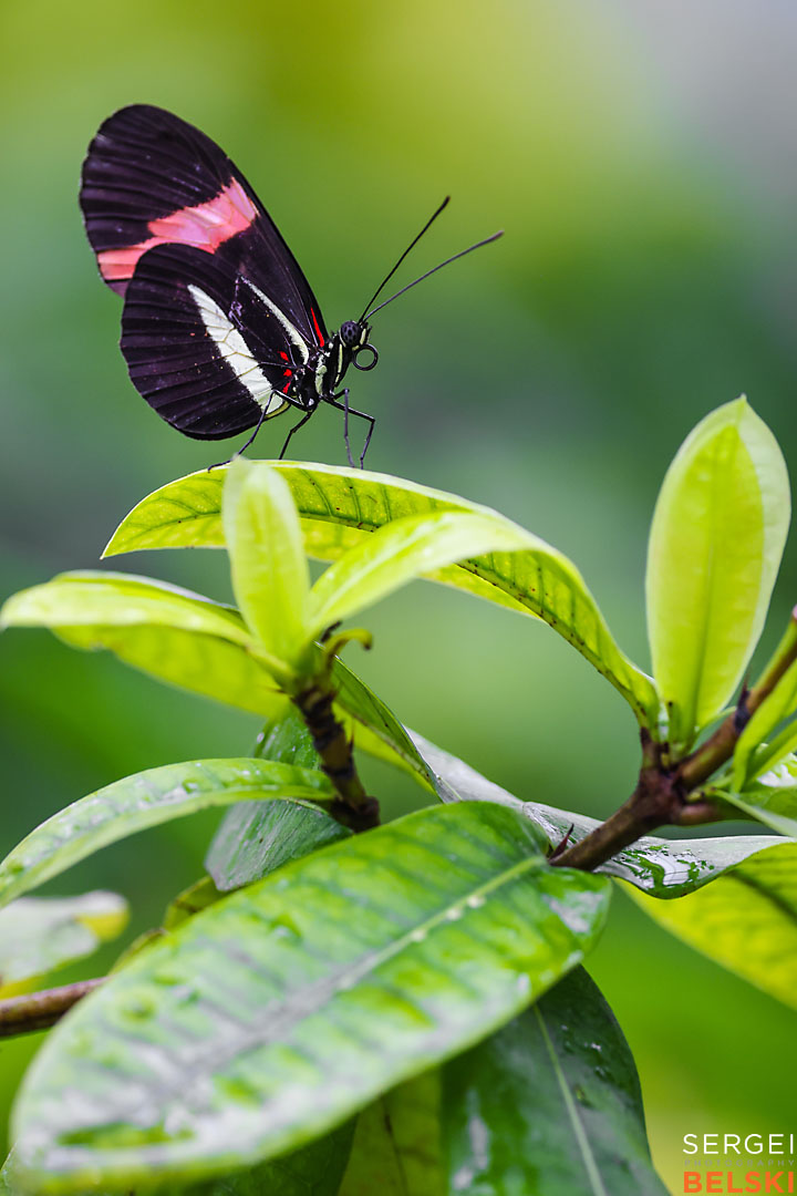 calgary zoo wildlife photographer sergei belski photo