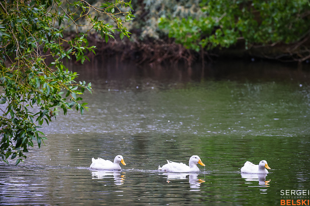 fortis alberta corporate event photographer sergei belski photo