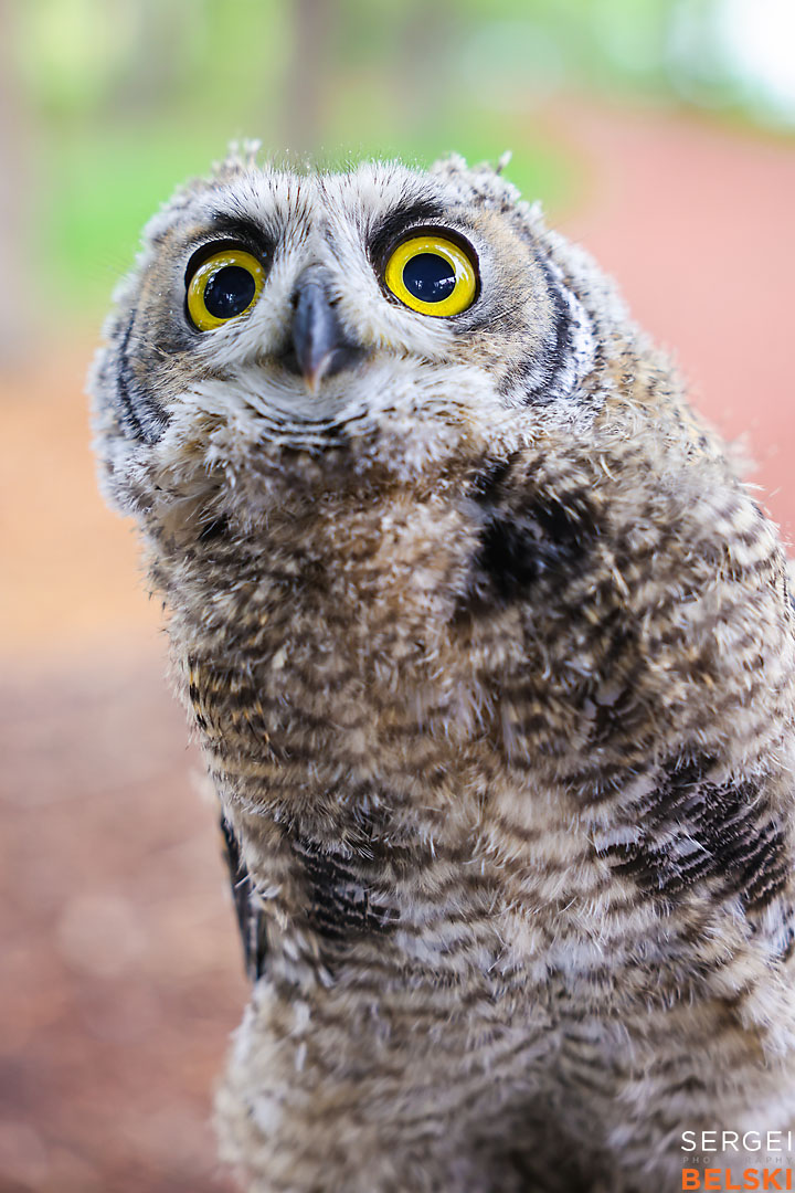 fortis alberta corporate event photographer sergei belski photo
