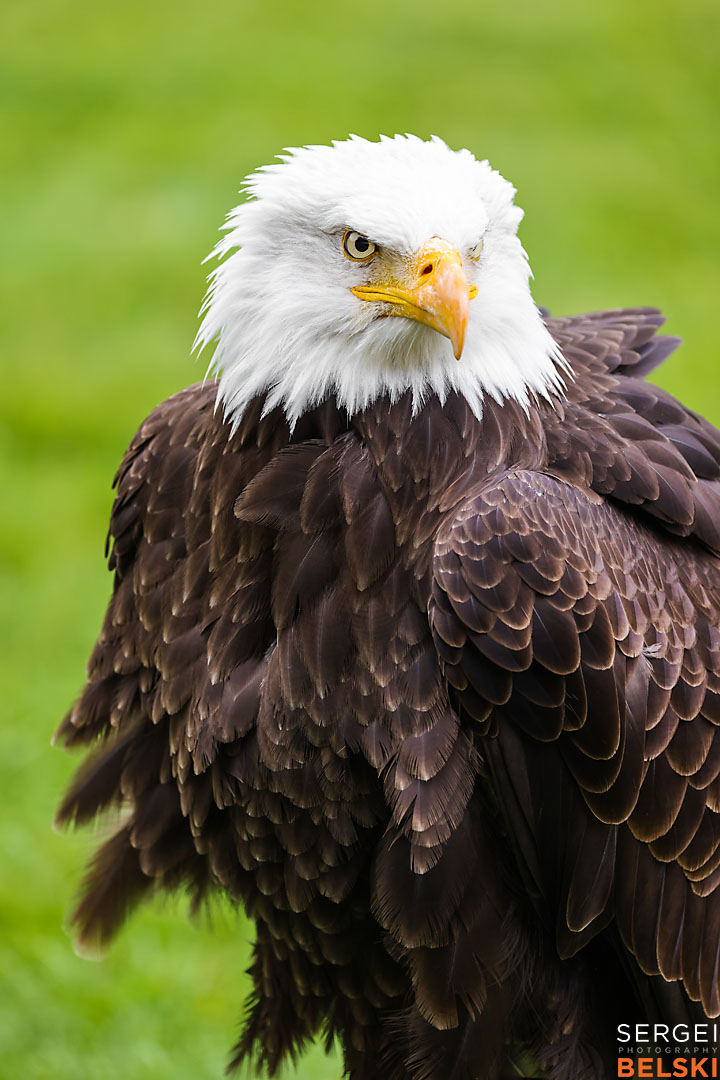 fortis alberta corporate event photographer sergei belski photo