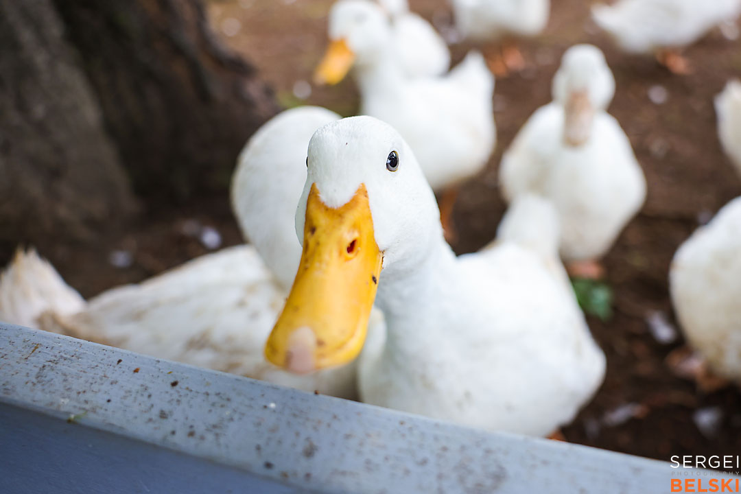 fortis alberta corporate event photographer sergei belski photo