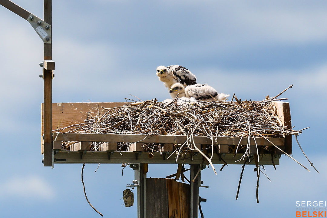 fortis alberta corporate event photographer sergei belski photo