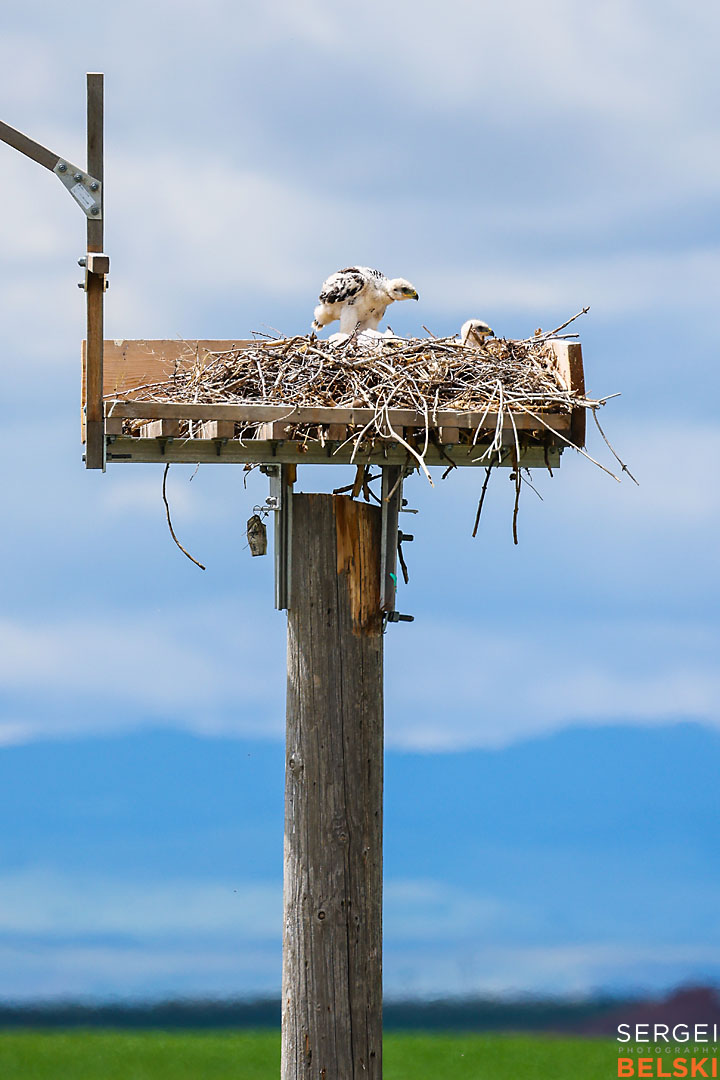 fortis alberta corporate event photographer sergei belski photo