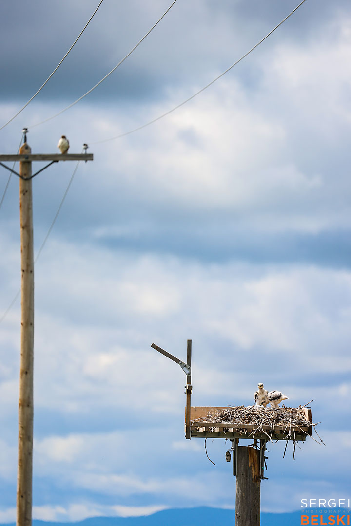 fortis alberta corporate event photographer sergei belski photo