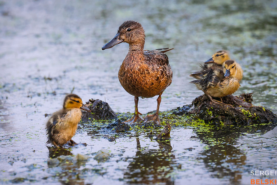 calgary travel photographer sergei belski photo