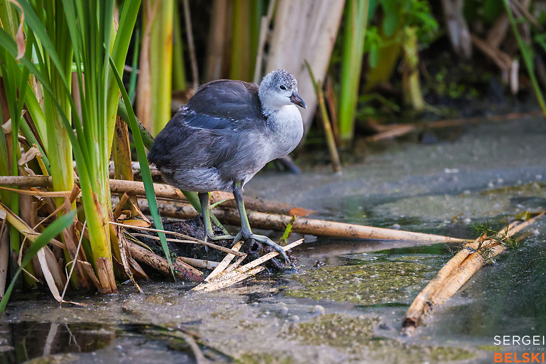 calgary travel photographer sergei belski photo