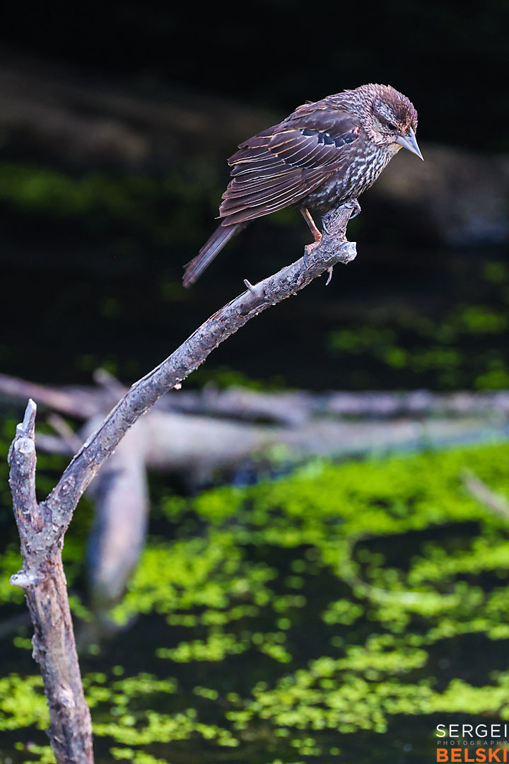 calgary travel photographer sergei belski photo