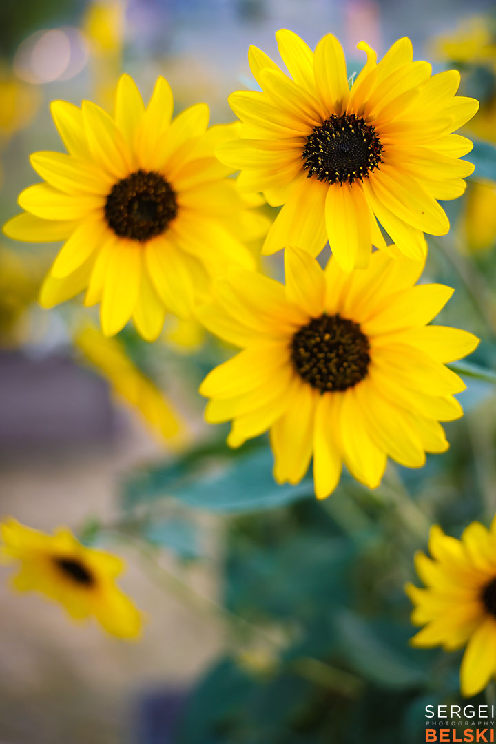 calgary travel photographer sergei belski photo