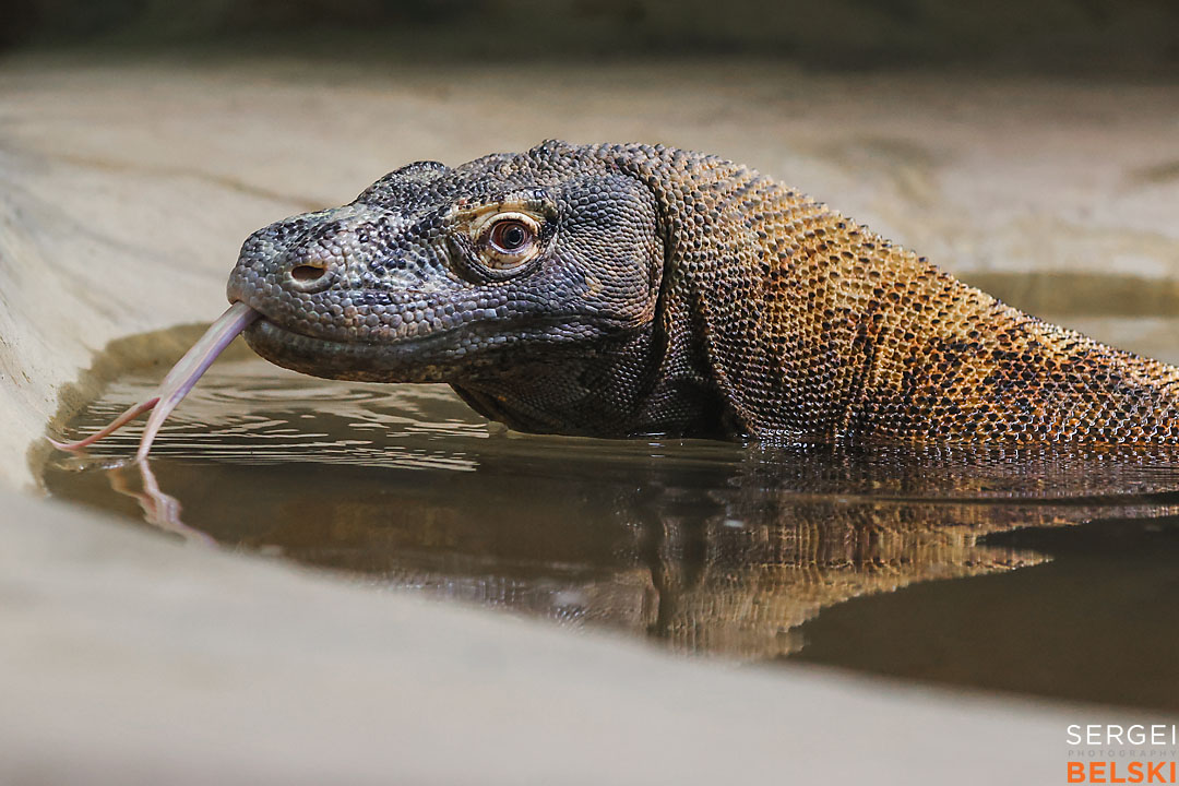 calgary zoo photographer sergei belski photo
