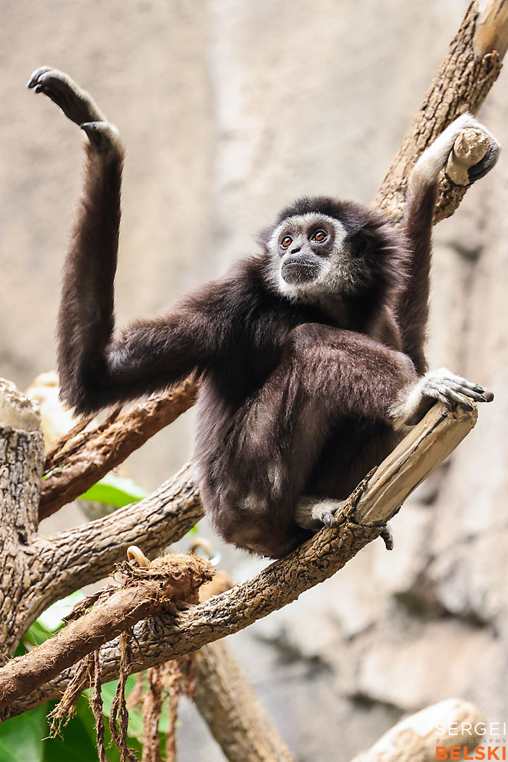 calgary zoo photographer sergei belski photo